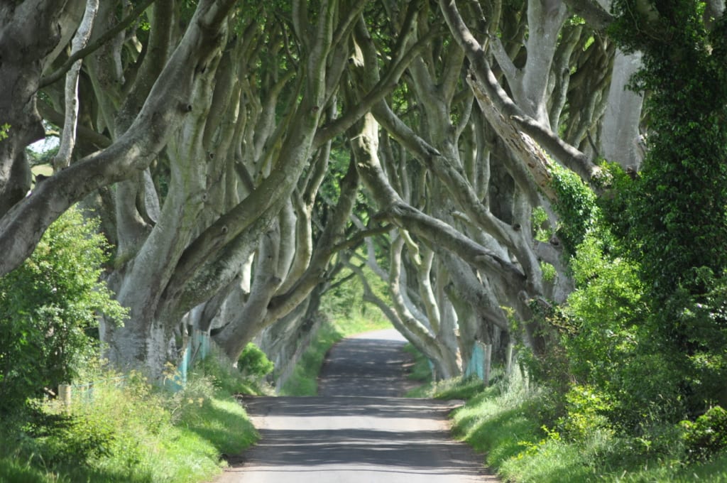 Dark Hedges - Game of Thrones Kings Road