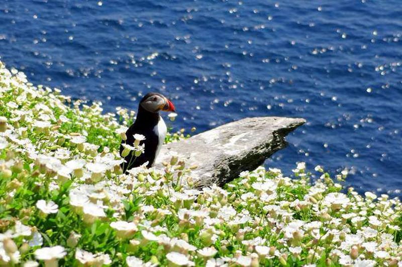 Skellig Michael in August