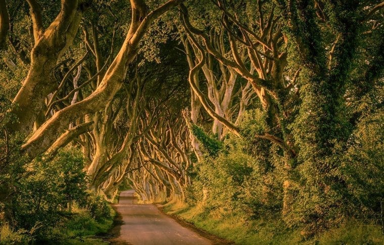 Dark Hedges Sunlight