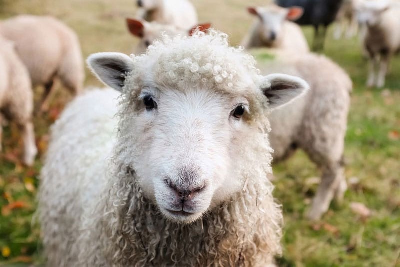 What to pack for a visit to Ireland in springtime